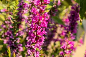 lythrum sal. 'robin'® P9 - afbeelding 2