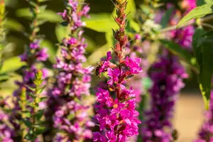 lythrum sal. 'robin'® P9 - afbeelding 3