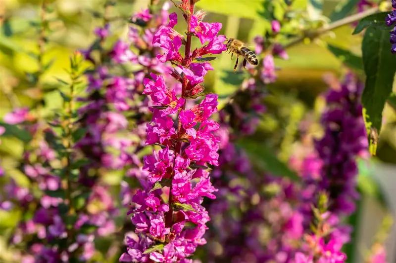 lythrum sal. 'robin'® P9 - afbeelding 4