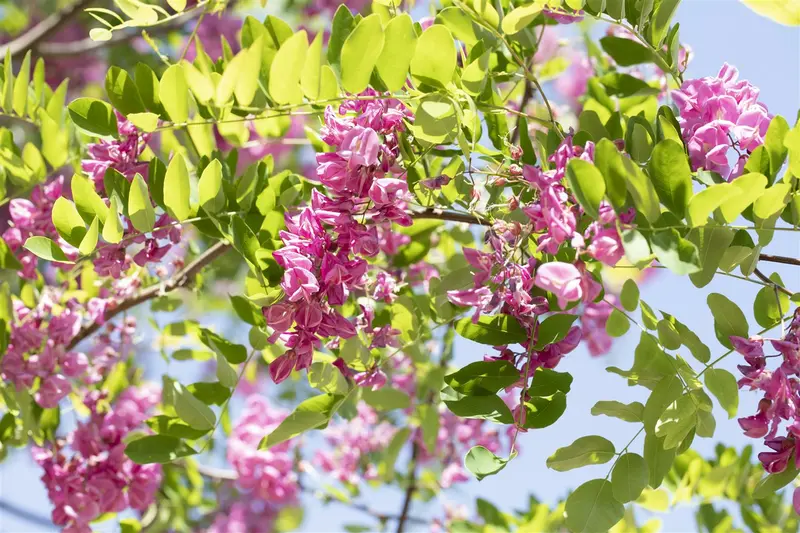 robinia marg. 'casque rouge' ( 'pink cascade') 14/16 C - afbeelding 1