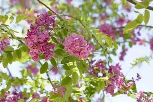 robinia marg. 'casque rouge' ( 'pink cascade') 14/16 C - afbeelding 3