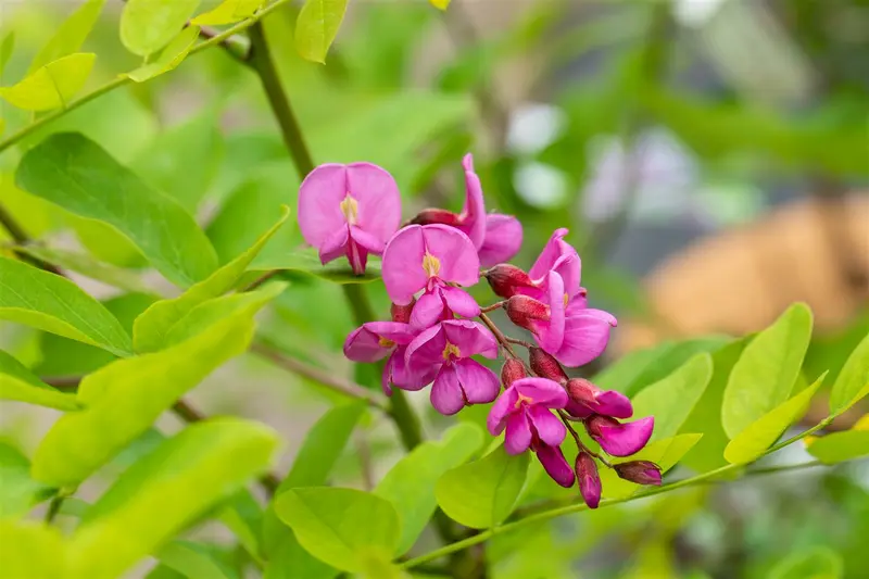 robinia marg. 'casque rouge' ( 'pink cascade') 14/16 C - afbeelding 4
