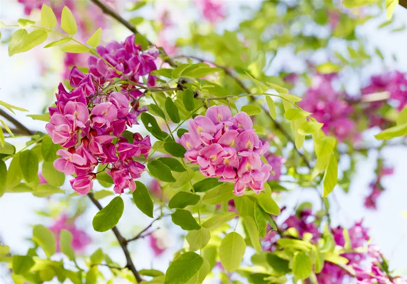 robinia marg. 'casque rouge' ( 'pink cascade') 14/16 C - afbeelding 2