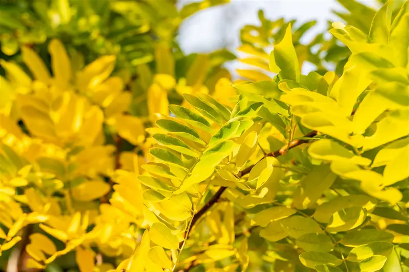 Robinia pseud. 'Frisia' 10/12 HO BW - afbeelding 1