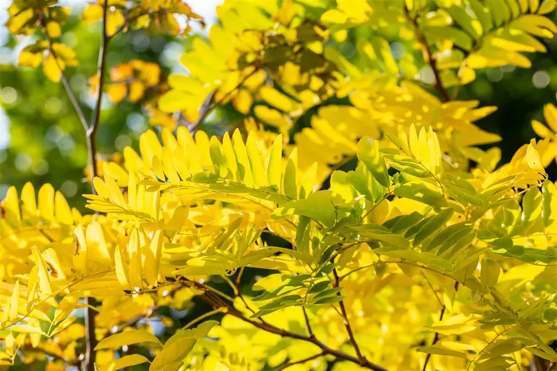 Robinia pseud. 'Frisia' 10/12 HO BW - afbeelding 3