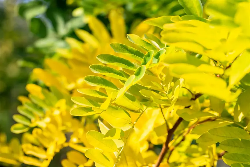 Robinia pseud. 'Frisia' 10/12 HO BW - afbeelding 2