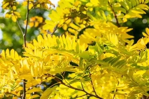 Robinia pseud. 'Frisia' 10/12 HO C - afbeelding 3