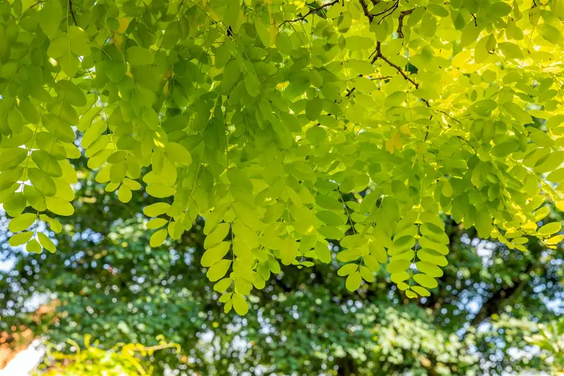robinia pseud. 'frisia' 16/18 C