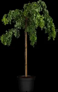robinia pseudoacacia 10/12 - afbeelding 5