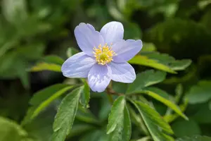Anemone nem. 'Robinsoniana' P9 - afbeelding 3