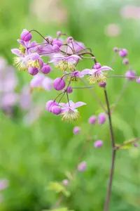 thalictrum rochebrunianum P9 - afbeelding 5