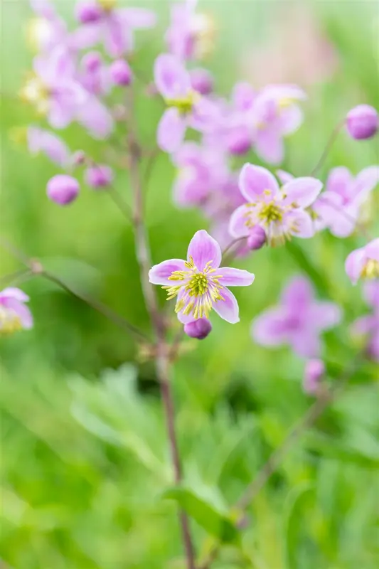 thalictrum rochebrunianum P9 - afbeelding 5