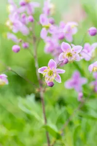 thalictrum rochebrunianum P9 - afbeelding 5