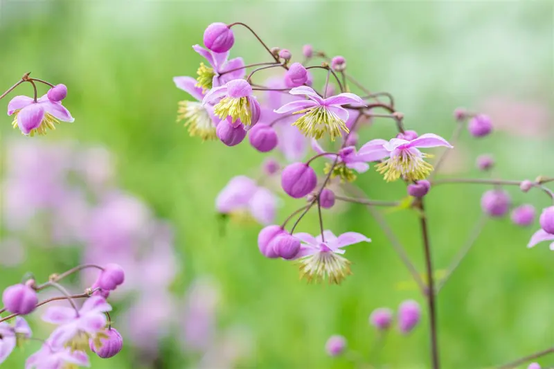 thalictrum rochebrunianum P9 - afbeelding 2