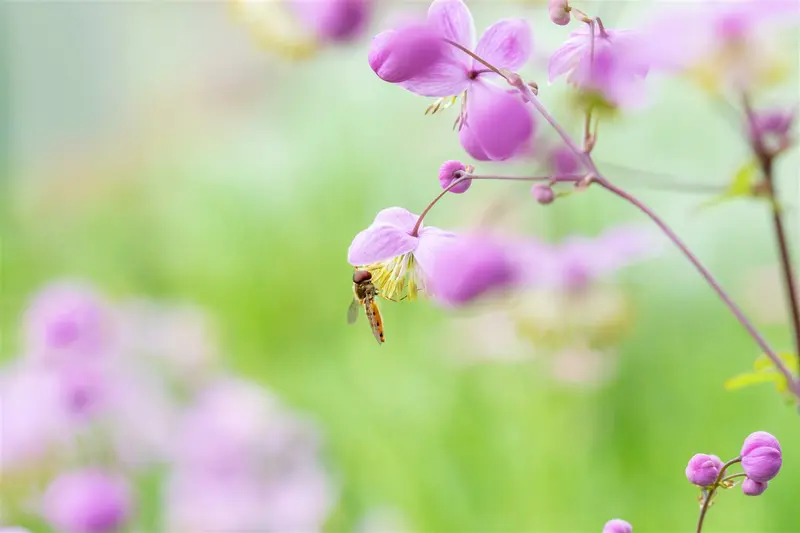 thalictrum rochebrunianum P9 - afbeelding 3