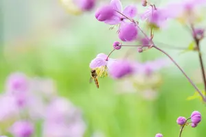 thalictrum rochebrunianum P9 - afbeelding 3