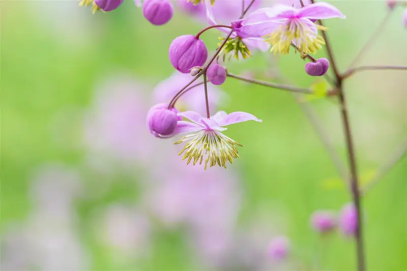 thalictrum rochebrunianum P9 - afbeelding 4