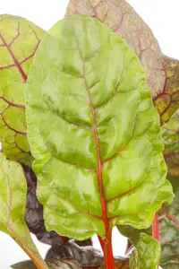 rode biet van chioggia - afbeelding 2