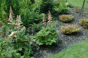 aesculifolia - afbeelding 10
