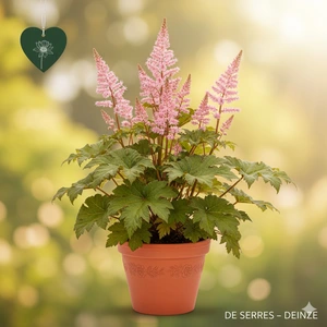 Rodgersia henrici P9