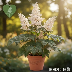 Rodgersia pinnata 'Elegans'