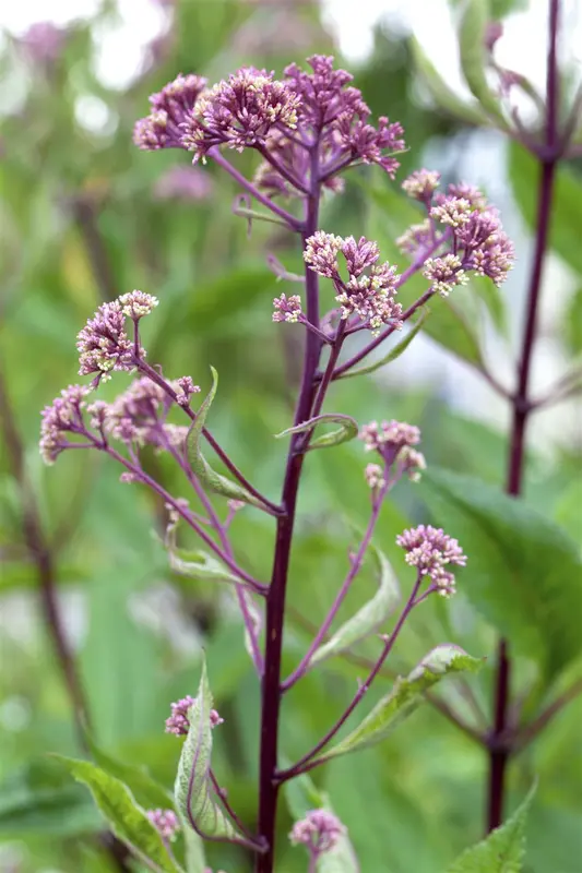 Rodgersia pinn. 'Irish Bronze' P9 - afbeelding 1