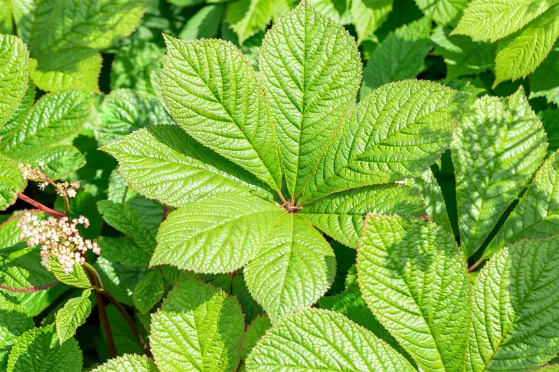 Rodgersia pinn. 'Irish Bronze' P9 - afbeelding 4