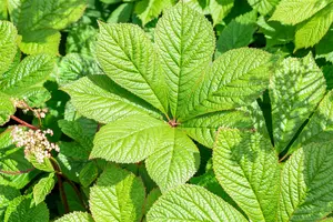 Rodgersia pinn. 'Irish Bronze' P9 - afbeelding 4