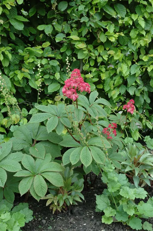 Rodgersia pinn. 'Irish Bronze' P9 - afbeelding 2