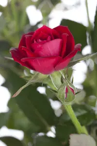 Rosa 'Black Parfumella'® BLOTE WORTEL - afbeelding 1