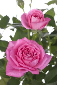 Rosa 'Black Parfumella'® CONT. - afbeelding 4