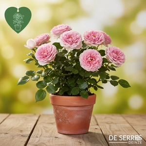 Rosa 'Bonica 82'® C1.5