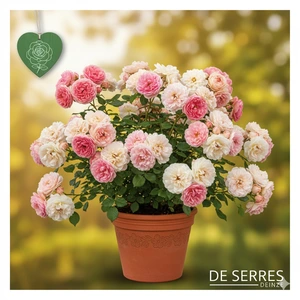 Rosa 'Bouquet Parfait'