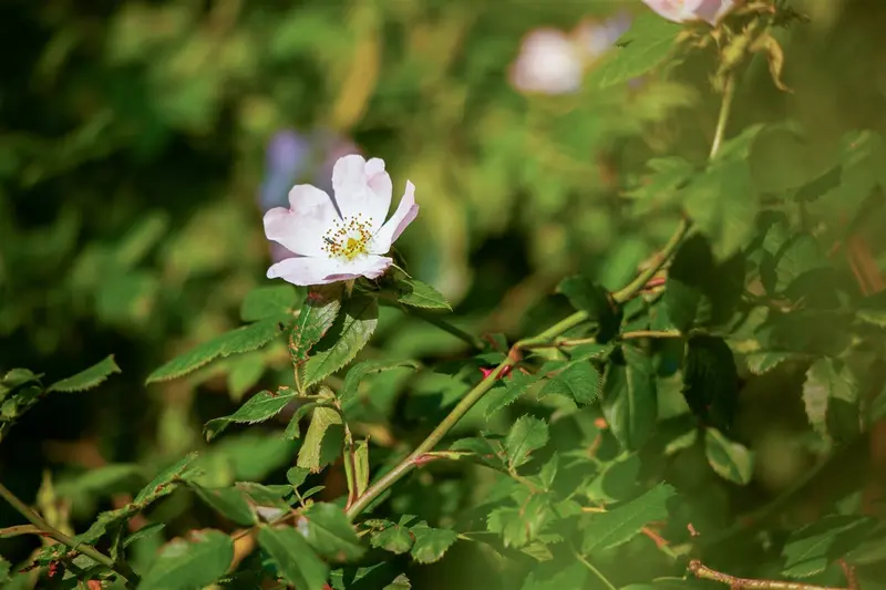Rosa canina 40- 60   BW - afbeelding 2