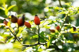 rosa canina (40- 60cm) - afbeelding 2