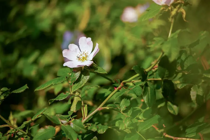 rosa canina (40- 60cm) - afbeelding 2