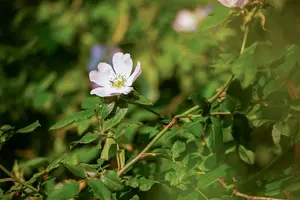 rosa canina (40- 60cm) - afbeelding 2