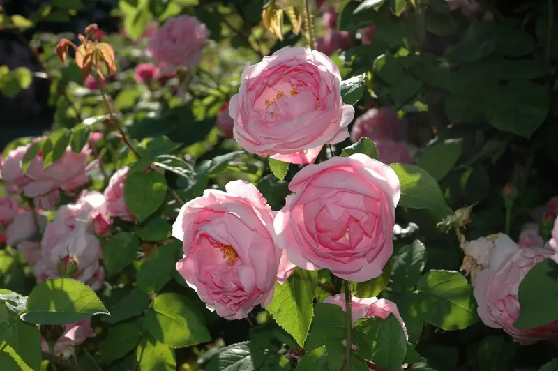 Rosa 'Constance Spry' KLIMROOS  C - afbeelding 1