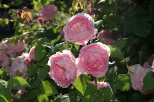 Rosa 'Constance Spry' KLIMROOS  C - afbeelding 1