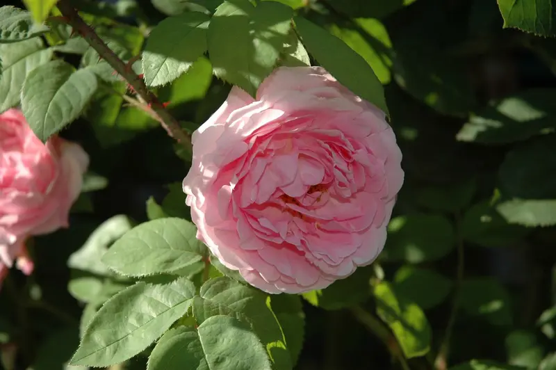 Rosa 'Constance Spry' KLIMROOS  C - afbeelding 2