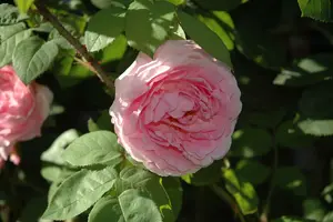 Rosa 'Constance Spry' KLIMROOS  C - afbeelding 2