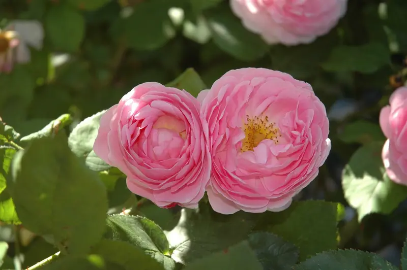 Rosa 'Constance Spry' KLIMROOS  C - afbeelding 3