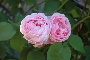 Rosa 'Constance Spry' KLIMROOS  C - afbeelding 4