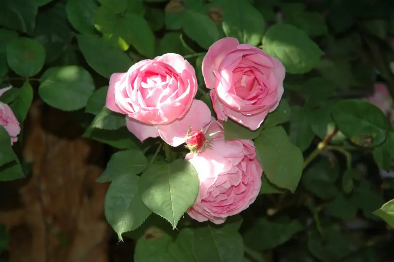 Rosa 'Constance Spry' KLIMROOS  C - afbeelding 5