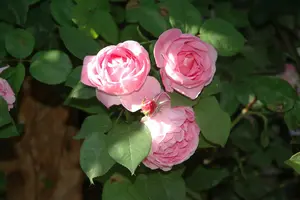 Rosa 'Constance Spry' KLIMROOS  C - afbeelding 5