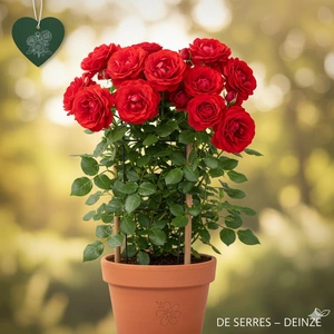 Rosa 'Courtyard® Balbo'