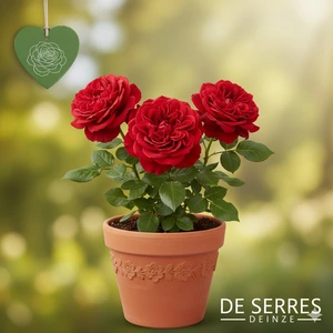 Rosa 'Dame de Coeur'