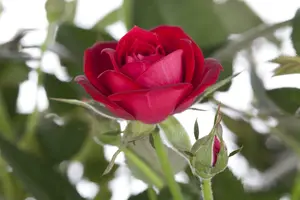 Rosa - afbeelding 2
