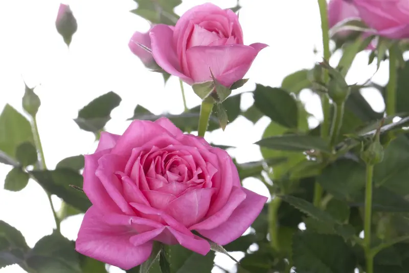 Rosa - afbeelding 3