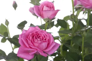 Rosa - afbeelding 3